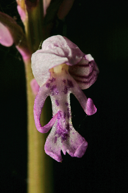 Orchidea da determinare